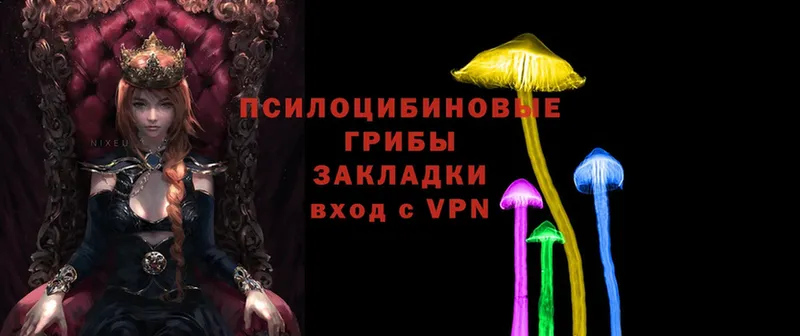 Галлюциногенные грибы Psilocybe  Знаменск 